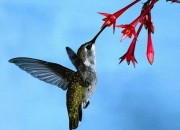 hummingbird
