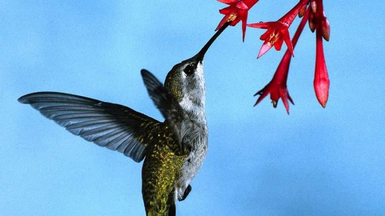 hummingbird